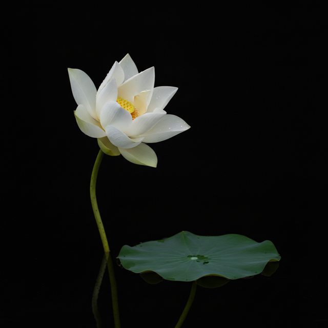 White lotus